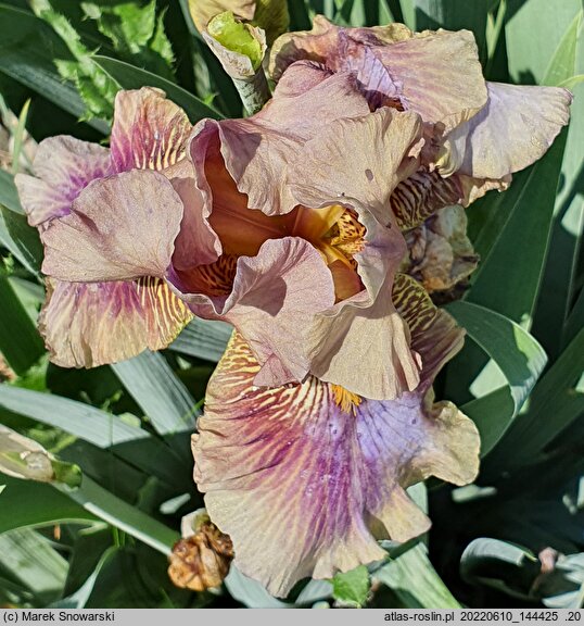 Iris hort. Etsitu