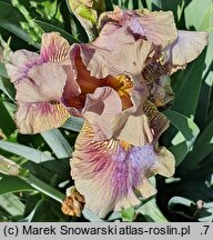 Iris hort. Etsitu