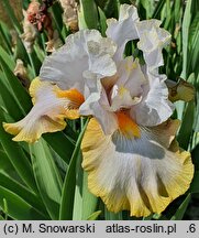 Iris hort. Fogginess