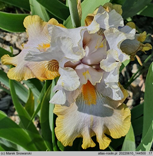Iris hort. Fogginess