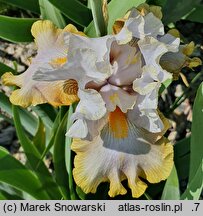Iris hort. Fogginess
