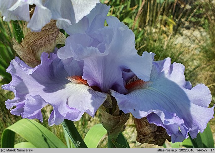 Iris hort. Sky Two Worlds