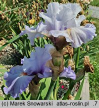 Iris hort. Sky Two Worlds