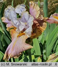 Iris hort. Surfing in the Clouds