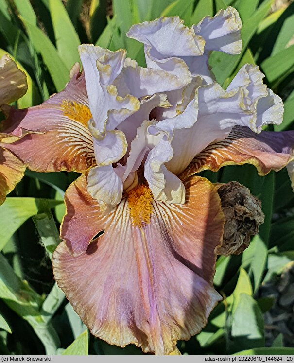 Iris hort. Surfing in the Clouds