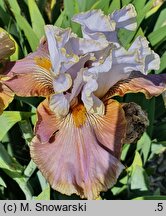 Iris hort. Surfing in the Clouds