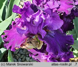 Iris hort. Moments from the Kazan