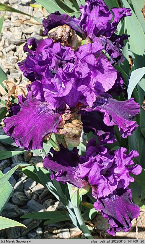 Iris hort. Moments from the Kazan