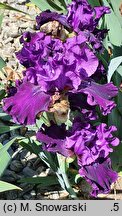 Iris hort. Moments from the Kazan