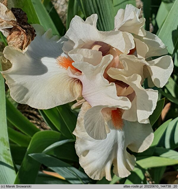 Iris hort. Nature Whispers