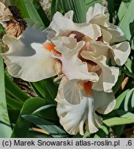 Iris hort. Nature Whispers