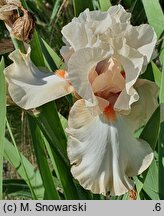 Iris hort. Nature Whispers