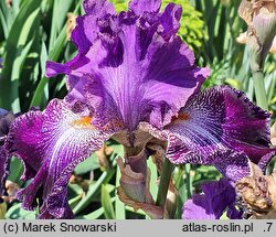 Iris hort. Władca Gwiazd