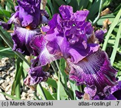 Iris hort. Władca Gwiazd