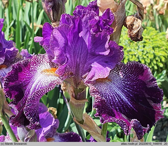 Iris hort. Władca Gwiazd