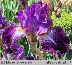 Iris hort. Władca Gwiazd