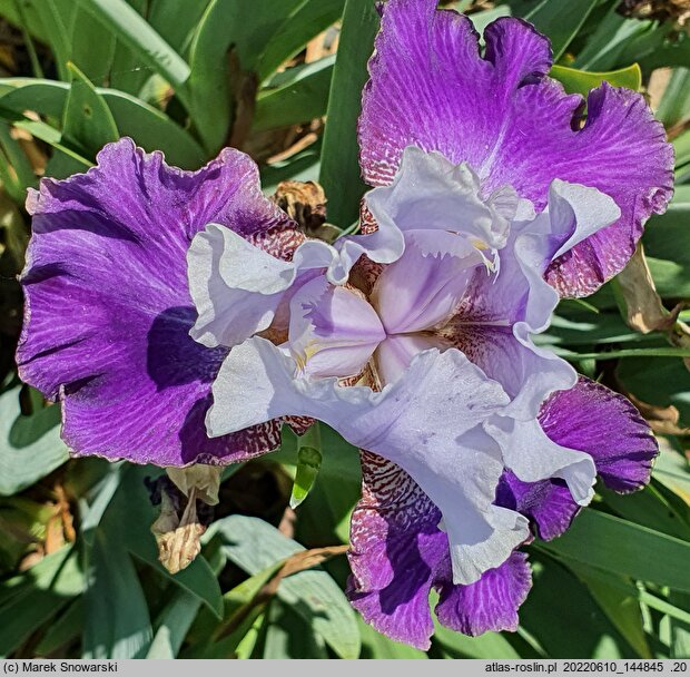 Iris hort. Wichry Namiętności