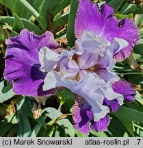 Iris hort. Wichry Namiętności
