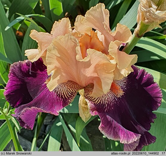 Iris hort. Wezuwiusz