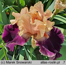 Iris hort. Wezuwiusz