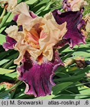 Iris hort. Wezuwiusz