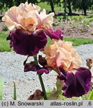 Iris hort. Wezuwiusz