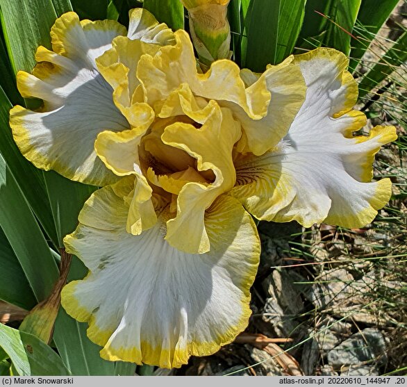 Iris hort. Pierścień Saltoro