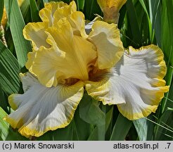Iris hort. Pierścień Saltoro