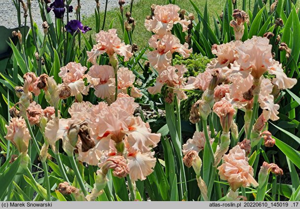 Iris hort. Rebirth of Love