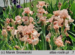 Iris hort. Rebirth of Love