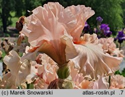 Iris hort. Rebirth of Love