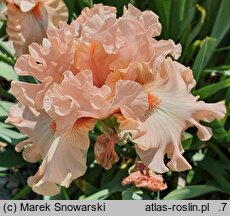 Iris hort. Rebirth of Love