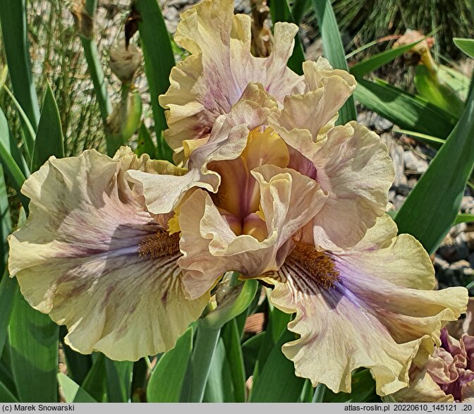 Iris hort. Menthol Atmospehere