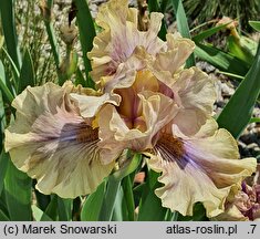 Iris hort. Menthol Atmospehere