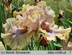 Iris hort. Menthol Atmospehere
