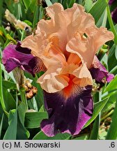 Iris hort. Mandarin Sky