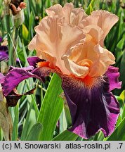 Iris hort. Mandarin Sky