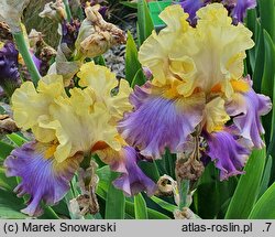 Iris hort. Gangster Love