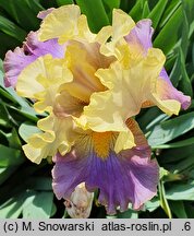 Iris hort. Gangster Love