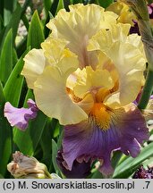 Iris hort. Gangster Love