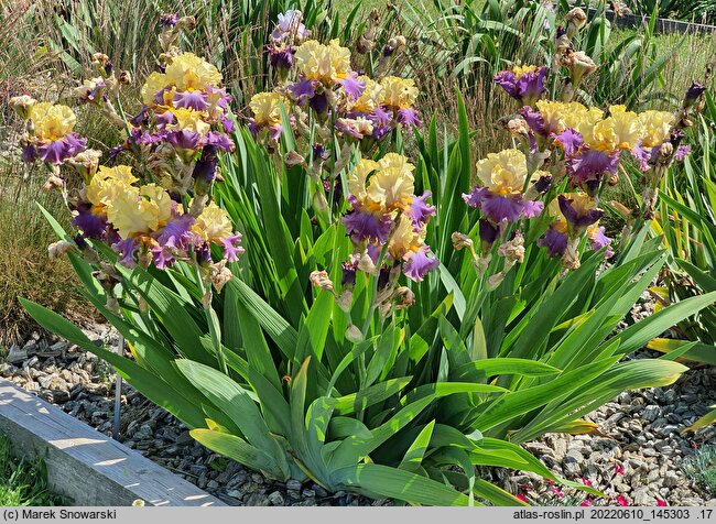 Iris hort. Gangster Love