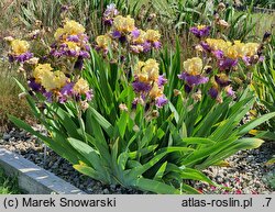 Iris hort. Gangster Love
