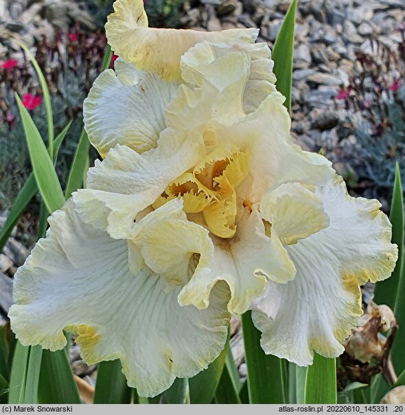 Iris hort. Fantasy Dream