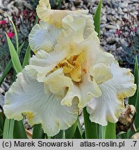 Iris hort. Fantasy Dream