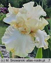 Iris hort. Fantasy Dream
