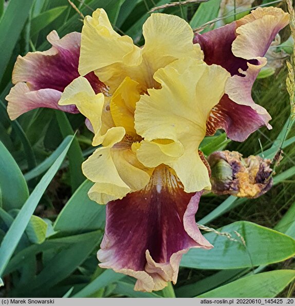 Iris hort. District of Katniss
