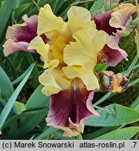 Iris hort. District of Katniss