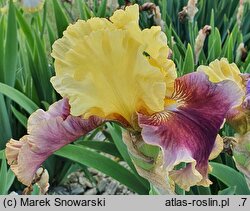 Iris hort. District of Katniss