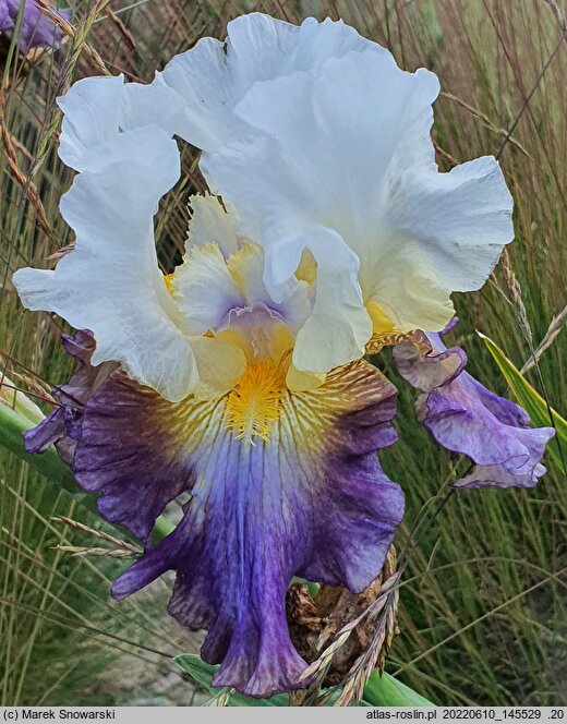 Iris hort. Dangerous Horizon