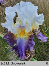 Iris hort. Dangerous Horizon